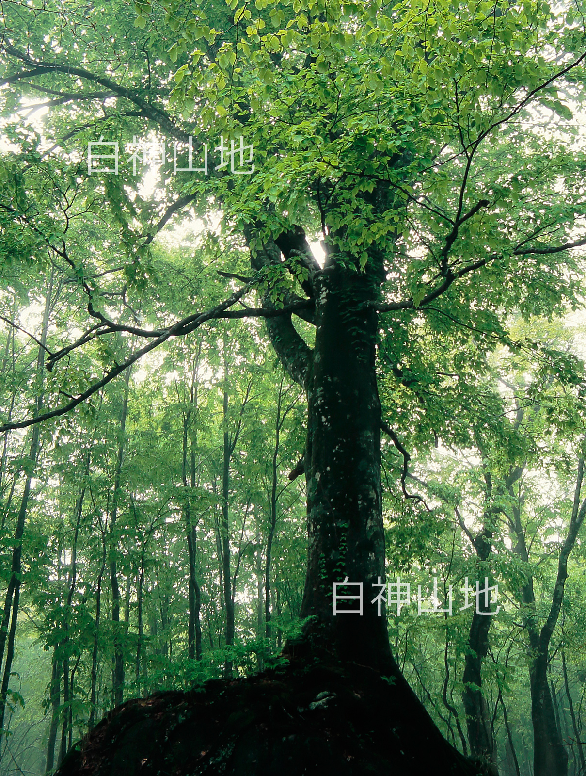 世界自然遺産「白神山地」新緑のブナ原生林　縦の画像　5月　p2s072