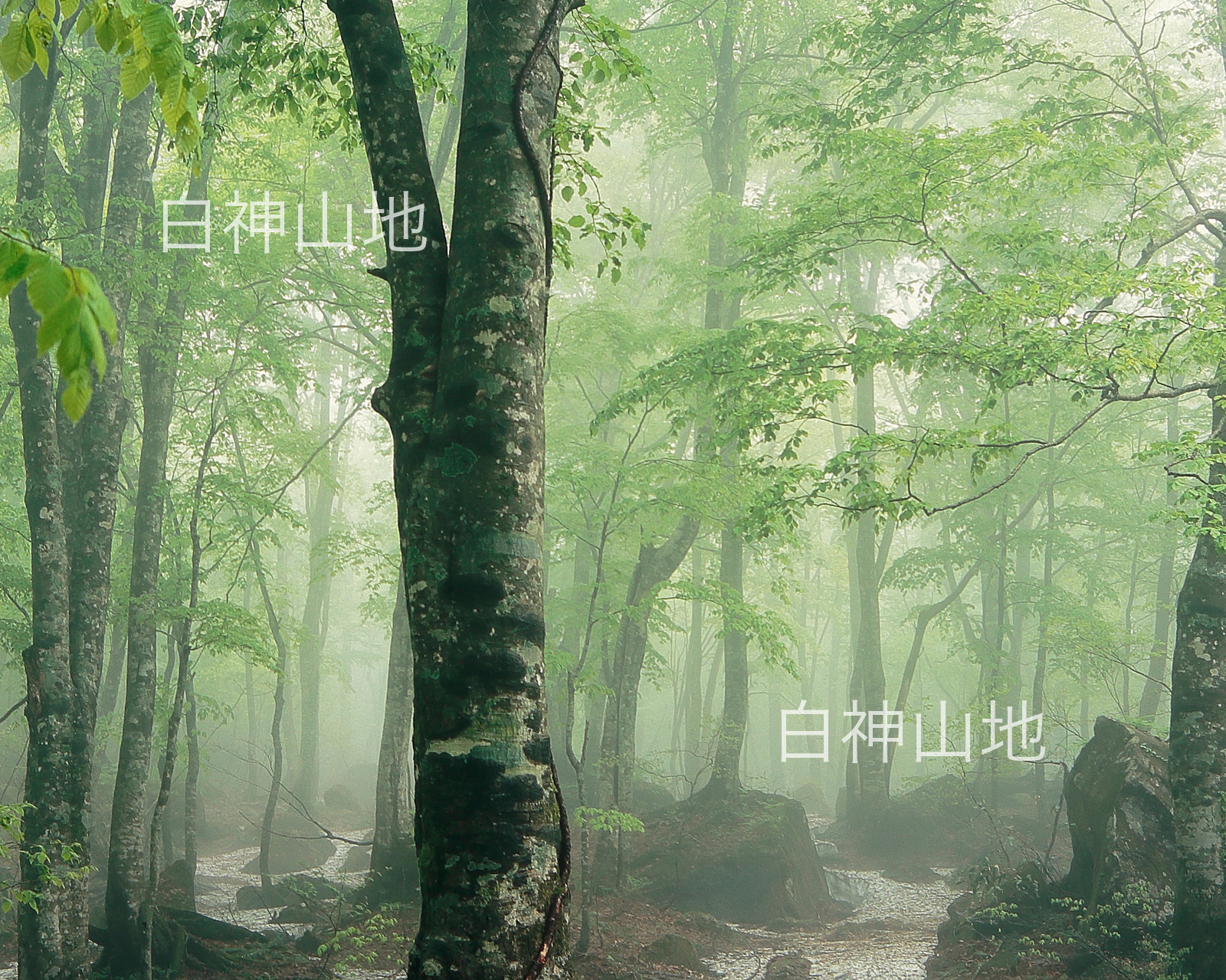 世界自然遺産「白神山地」霧に霞む新緑のブナ原生林　残雪　5月