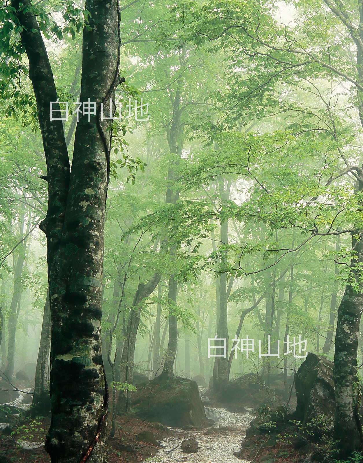 世界自然遺産「白神山地」霧に霞む新緑のブナ原生林　残雪　縦の画像　5月