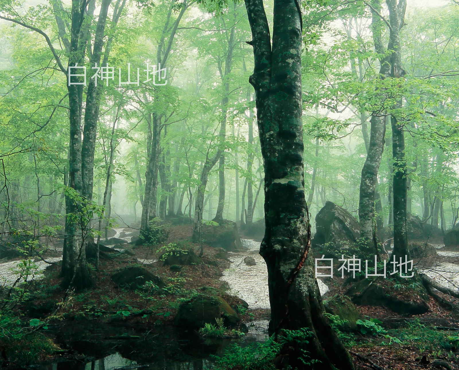 世界自然遺産「白神山地」霧に霞む新緑のブナ原生林　残雪　5月p2s076