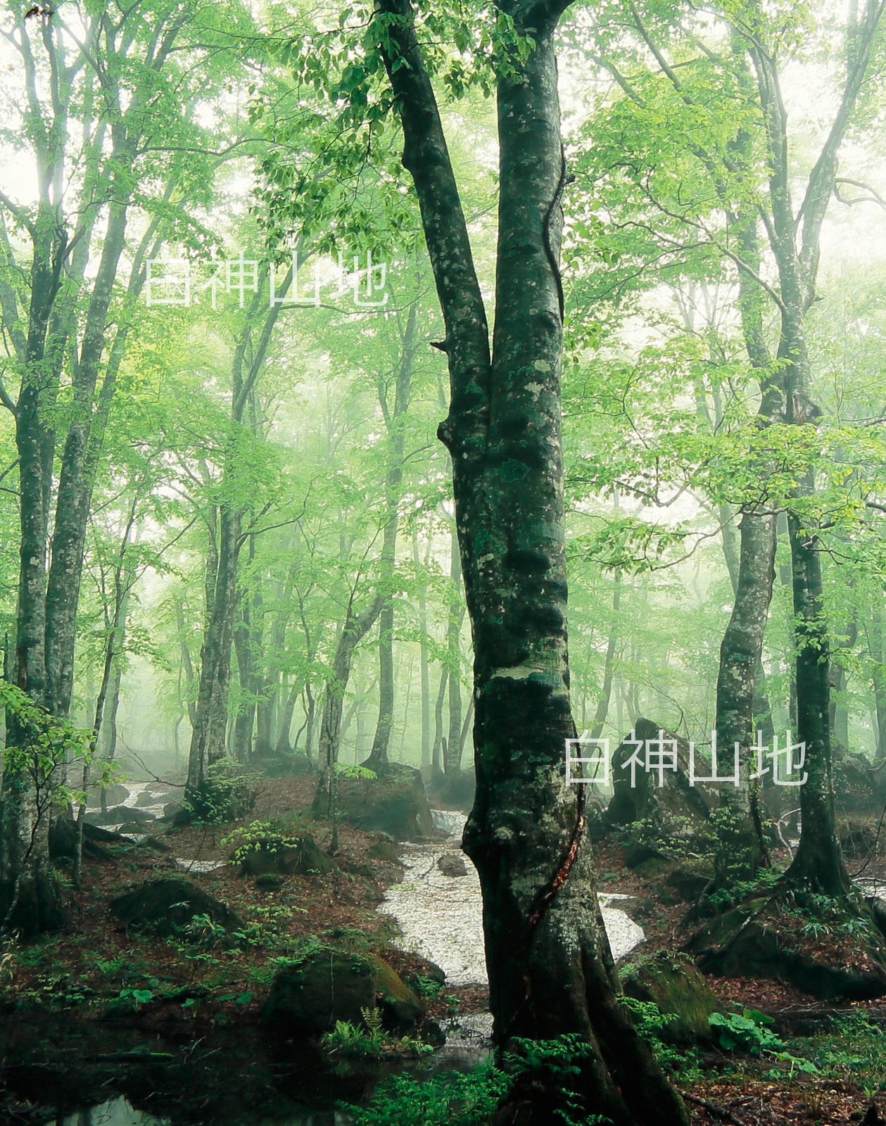 世界自然遺産「白神山地」霧に霞む新緑のブナ原生林　残雪　5月　p2s077