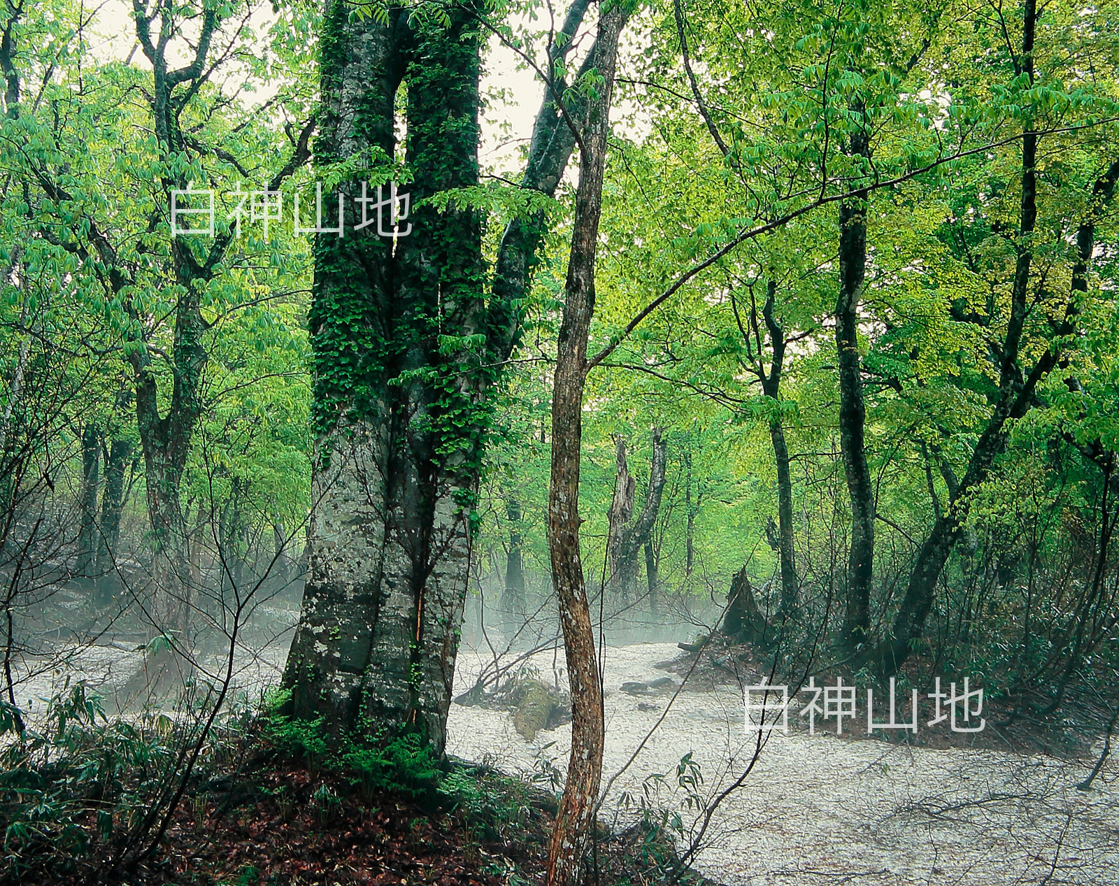 世界自然遺産「白神山地」新緑のブナ原生林　残雪　5月　p2s078