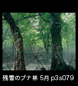 世界自然遺産「白神山地」霧が立つ残雪のブナ林5月　p3s079