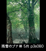 世界自然遺産「白神山地」霧が立つ残雪のブナ林5月　縦画像　p3s080