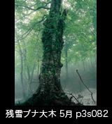世界自然遺産「白神山地」霧が立つ残雪のブナ林、蔦が絡まるブナの大木　p3s082