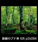 世界自然遺産「白神山地」新緑深まるブナ原生林6月　p3s084