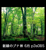世界自然遺産「白神山地」新緑深まるブナ原生林6月　p3s085