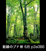 世界自然遺産「白神山地」新緑深まるブナ原生林　6月　縦の画像　p3s086