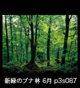 世界自然遺産「白神山地」新緑深まるブナ原生林　6月　p3s087