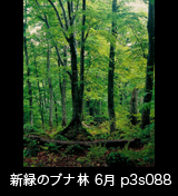 世界自然遺産「白神山地」新緑深まるブナ原生林　6月　p3s088