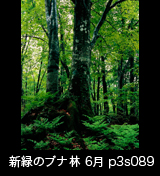 世界自然遺産「白神山地」新緑深まるブナ原生林　6月　p3s089