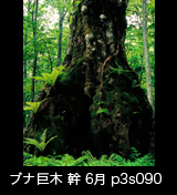 世界自然遺産「白神山地」新緑深まるブナ原生林　ブナの幹　6月　縦の画像