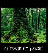 世界自然遺産「白神山地」新緑深まるブナ原生林　ブナの幹　6月　 p3s092