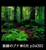 世界自然遺産「白神山地」 シダが生い茂るブナの森　6月p　3s092