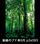 世界自然遺産「白神山地」 新緑深まるブナの林　6月　p3s093　縦の画像