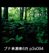 世界自然遺産「白神山地」 ブナ原生林の源泉　6月