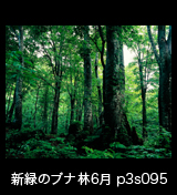 世界自然遺産「白神山地」 新緑深まるブナの森　6月　p3s095