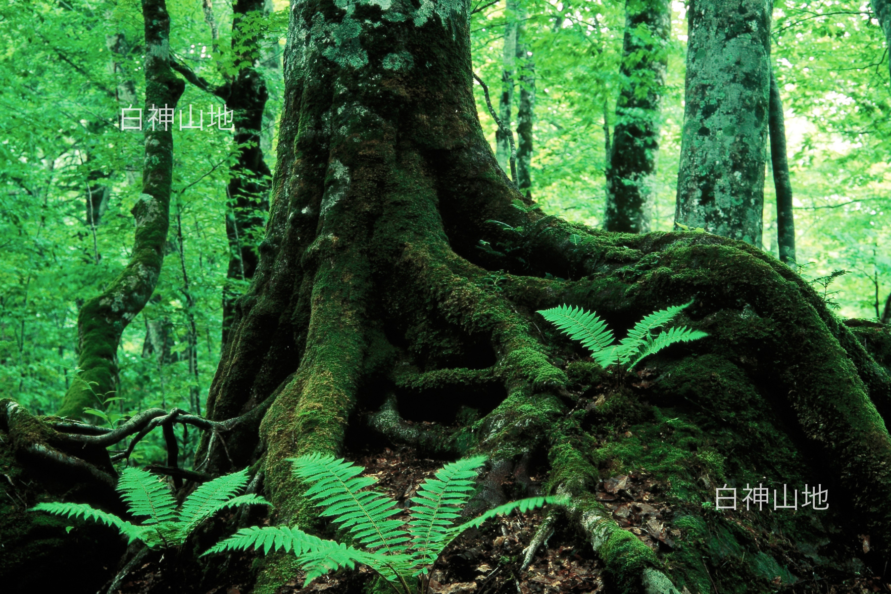 世界自然遺産「白神山地」 ブナ巨木 巨大な根　6月 p3aa001