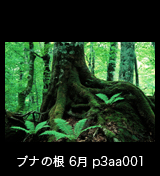 ブ世界自然遺産「白神山地」 ブナ巨木の巨大な根