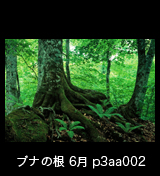 世界自然遺産「白神山地」ブナ大木 岩を抱く木根　6月　p3aa002