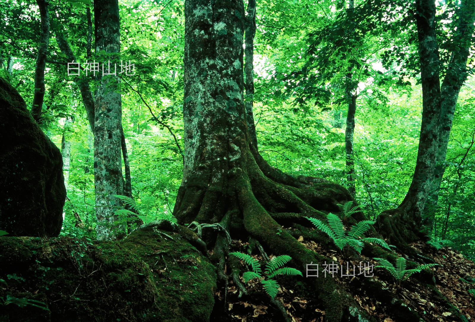 世界自然遺産「白神山地」ブナ大木 岩を抱く木根　6月　p3aa003