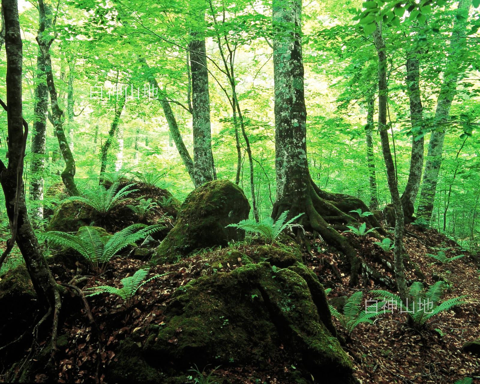 世界自然遺産「白神山地」 新緑の森 ブナの大木とシダ　6月 p3aa008
