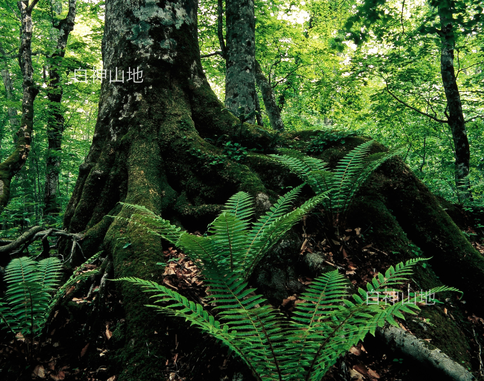 世界自然遺産「白神山地」 ブナ林 ブナの太い根とシダ　6月 p3aa010