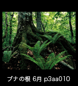 世界自然遺産「白神山地」 ブナ林 ブナの太い根とシダ　6月 p3aa010