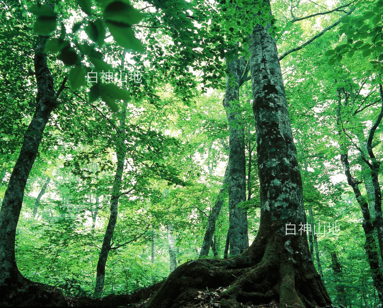 世界自然遺産「白神山地」初夏のブナ林 ブナの大木　6月 p3ac001