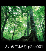 世界自然遺産「白神山地」初夏のブナ林 ブナの大木　6月 p3ac001