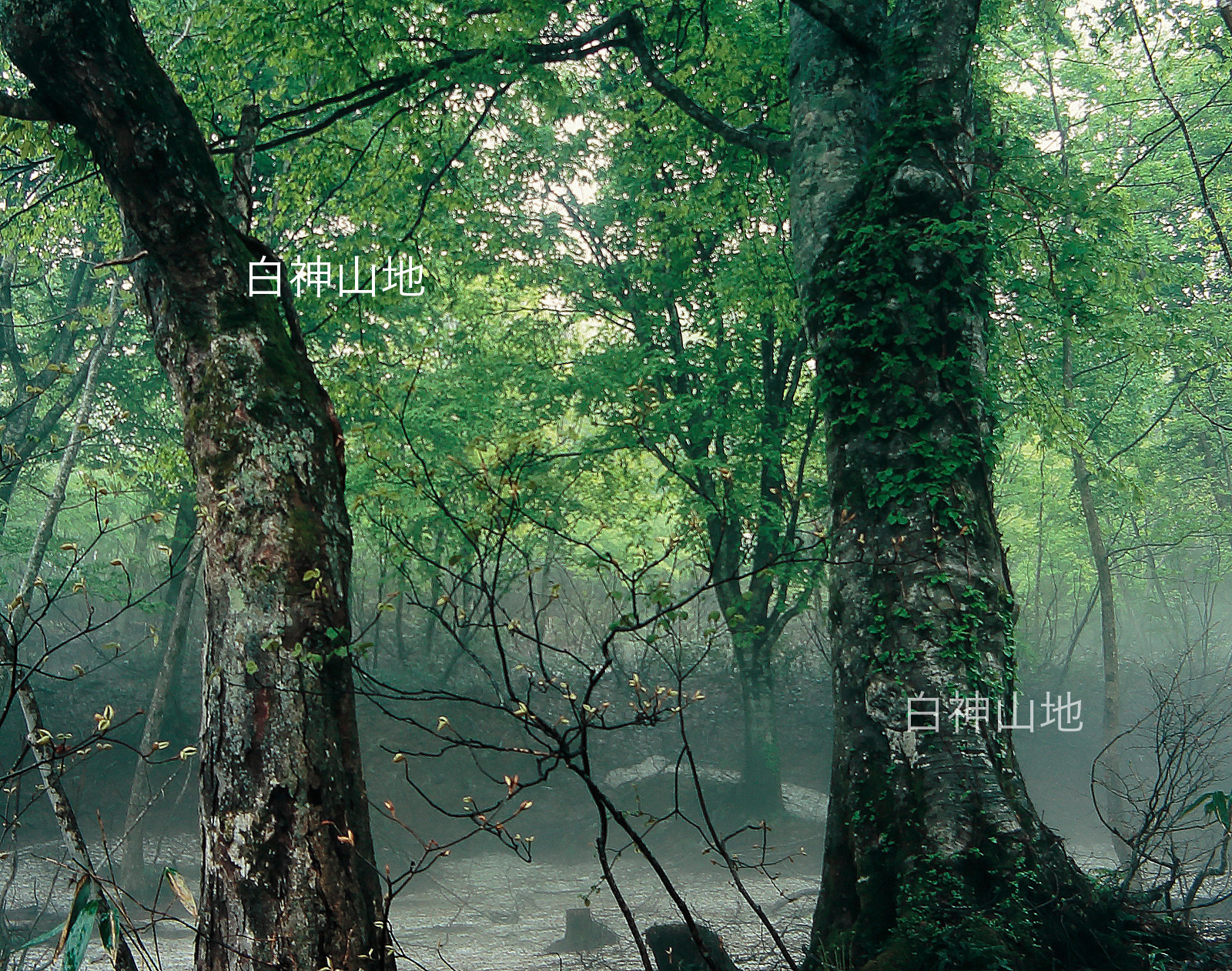 世界自然遺産「白神山地」霧が立つ残雪のブナ林5月　p3s079