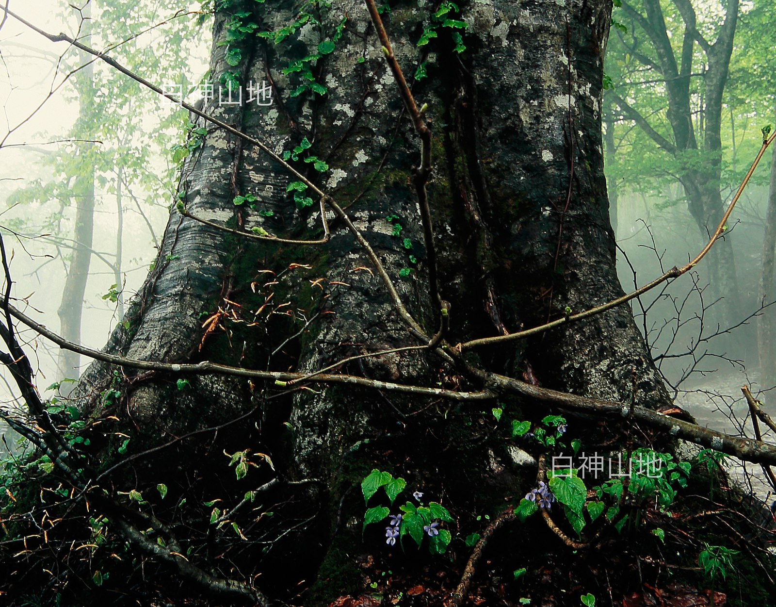 世界自然遺産「白神山地」霧が立つ残雪のブナ林、大木の根元にスミレの花　p3s081