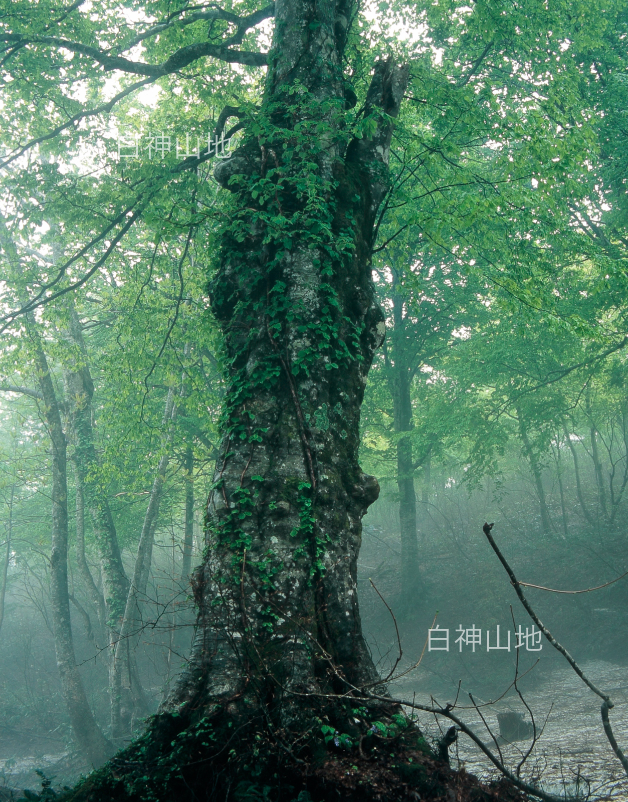 世界自然遺産「白神山地」霧が立つ残雪のブナ林、蔦が絡まるブナの大木　p3s082