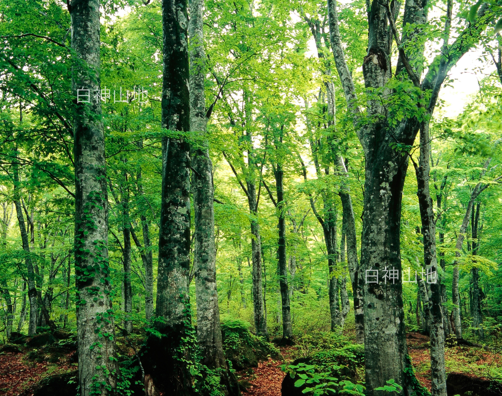 世界自然遺産「白神山地」新緑深まるブナ原生林6月　p3s083