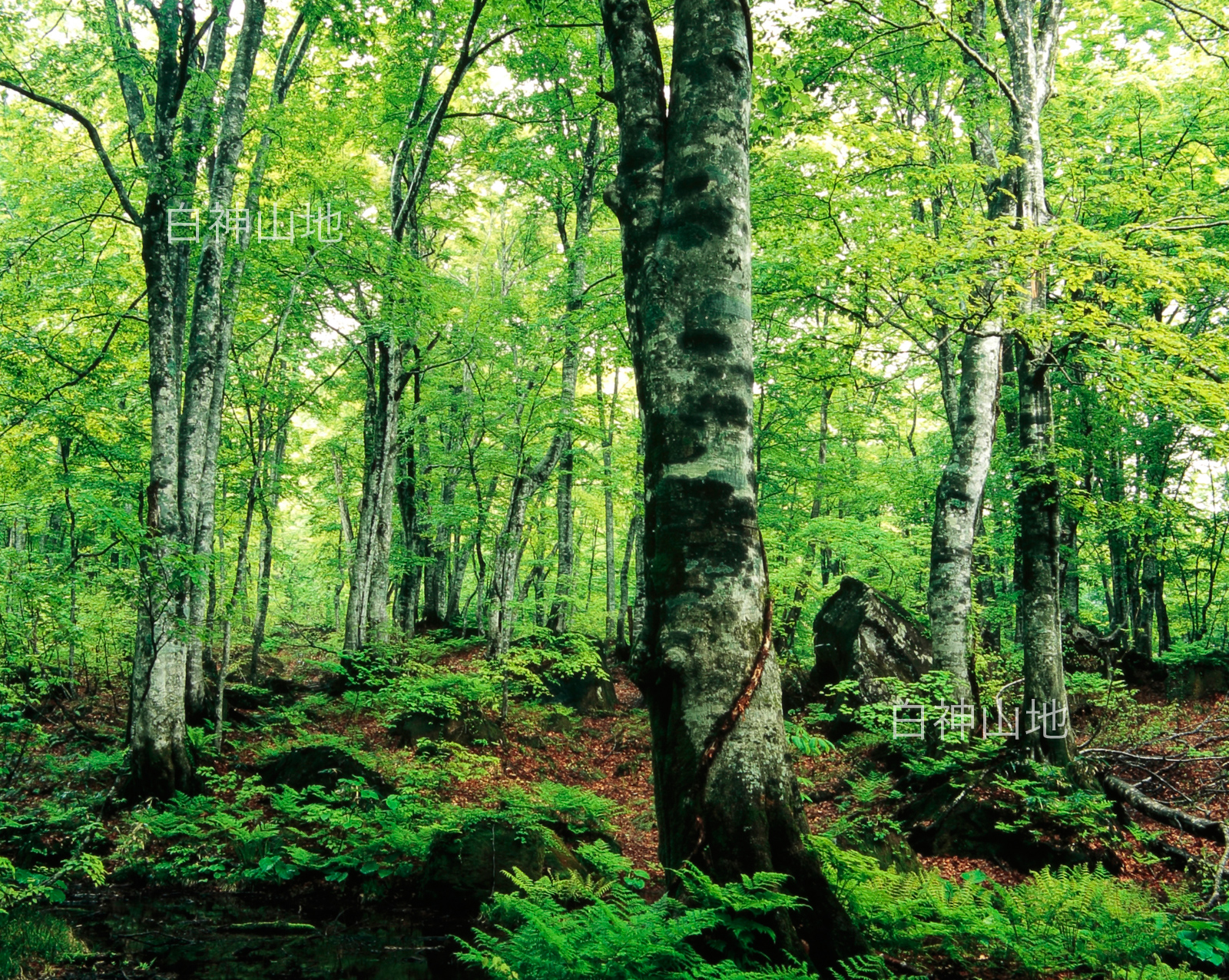 世界自然遺産「白神山地」新緑深まるブナ原生林6月　p3s084