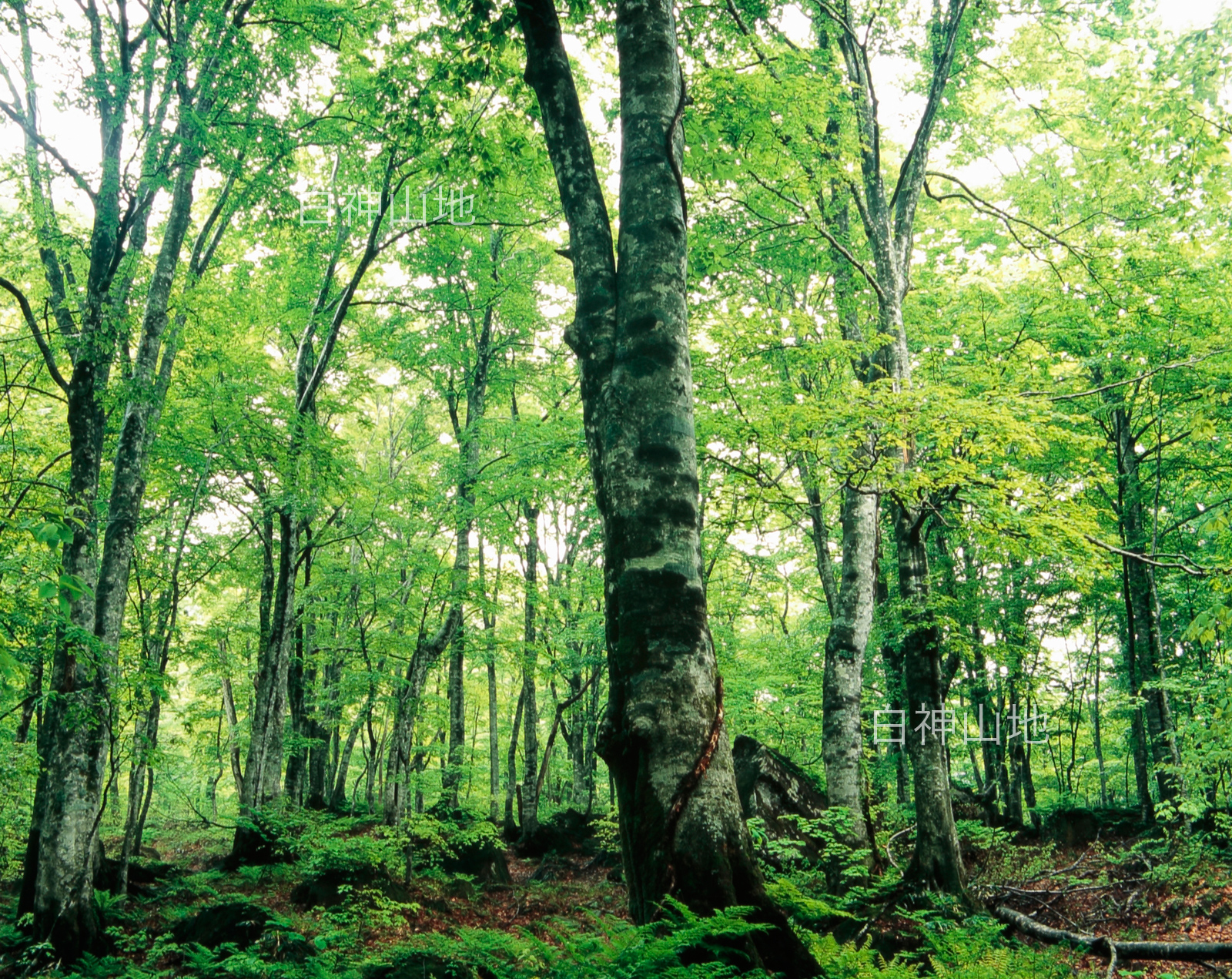 世界自然遺産「白神山地」新緑深まるブナ原生林　6月　縦の画像　p3s085