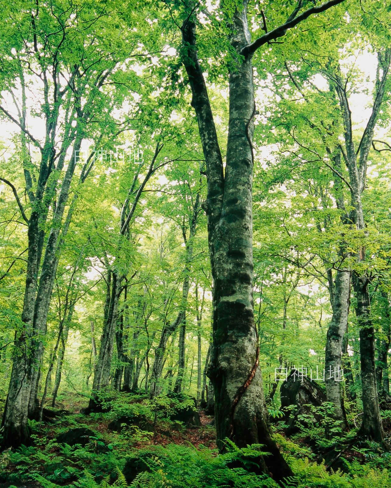 新緑深まるブナ原生林　6月　縦の画像 p3s086