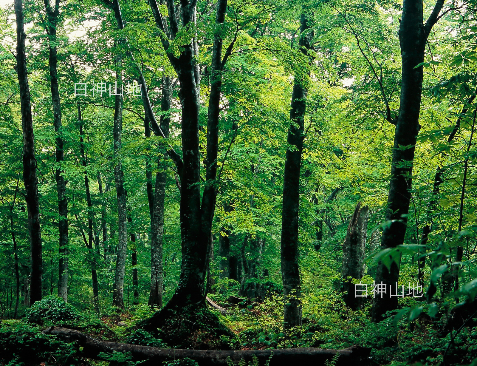 世界自然遺産「白神山地」新緑深まるブナ原生林　6月　　p3s087