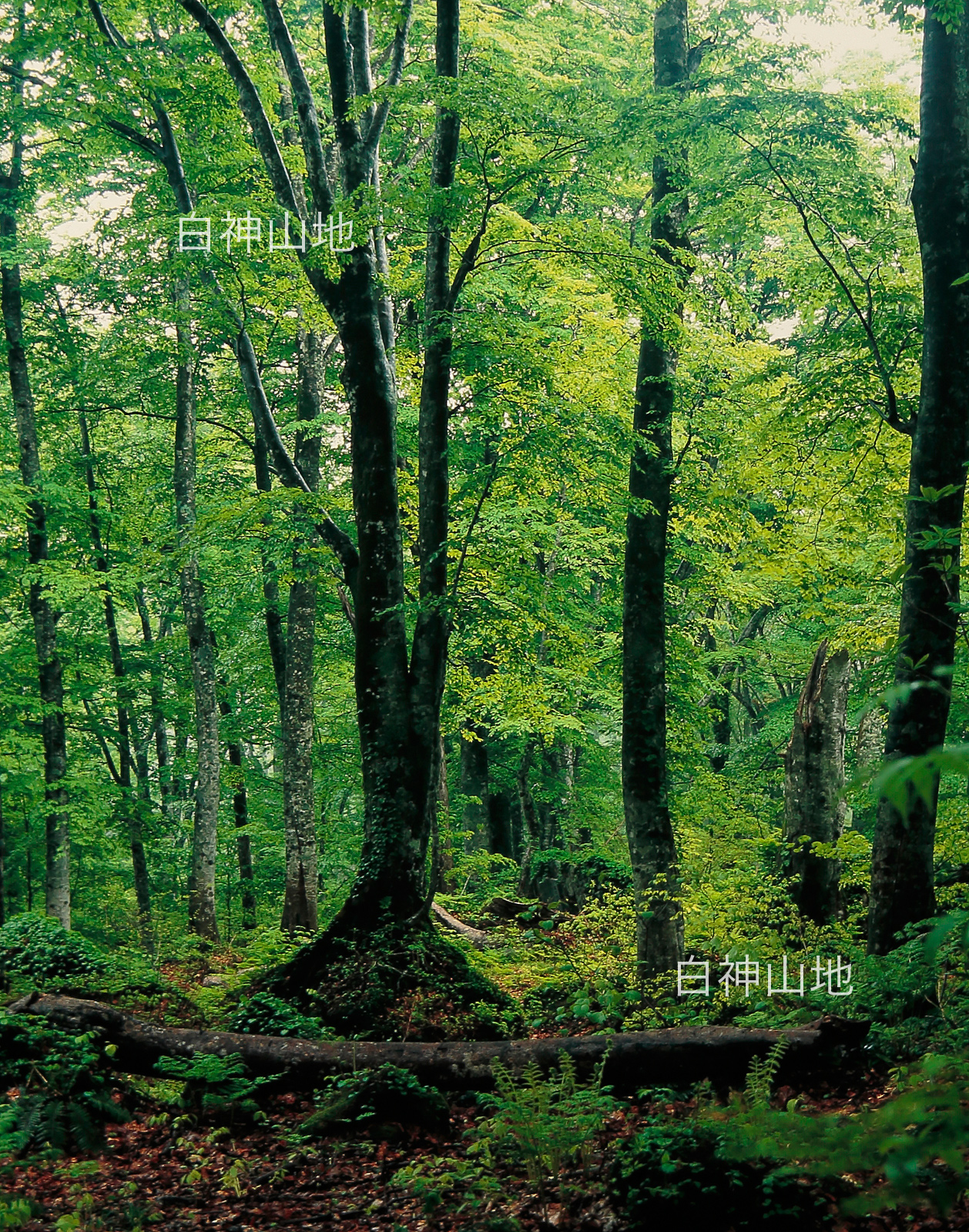 世界自然遺産「白神山地」新緑深まるブナ原生林　6月　p3s088