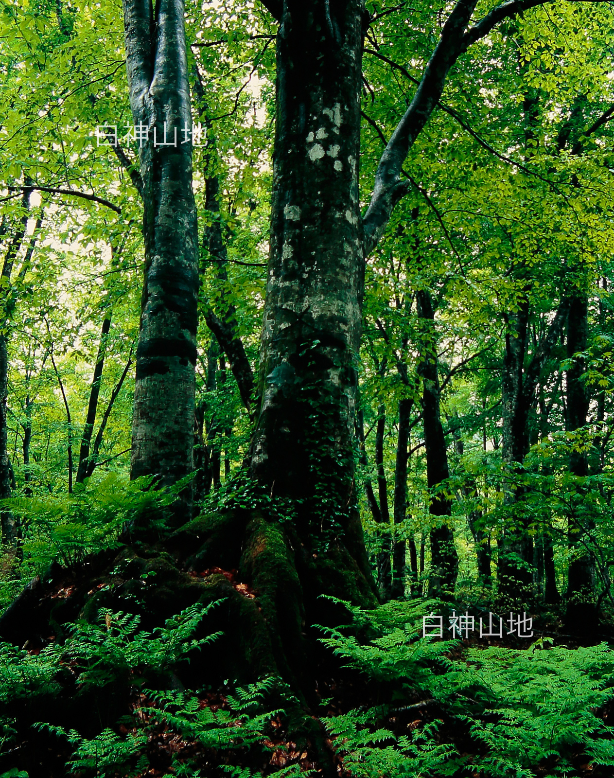 世界自然遺産「白神山地」新緑深まるブナ原生林　6月　p3s089