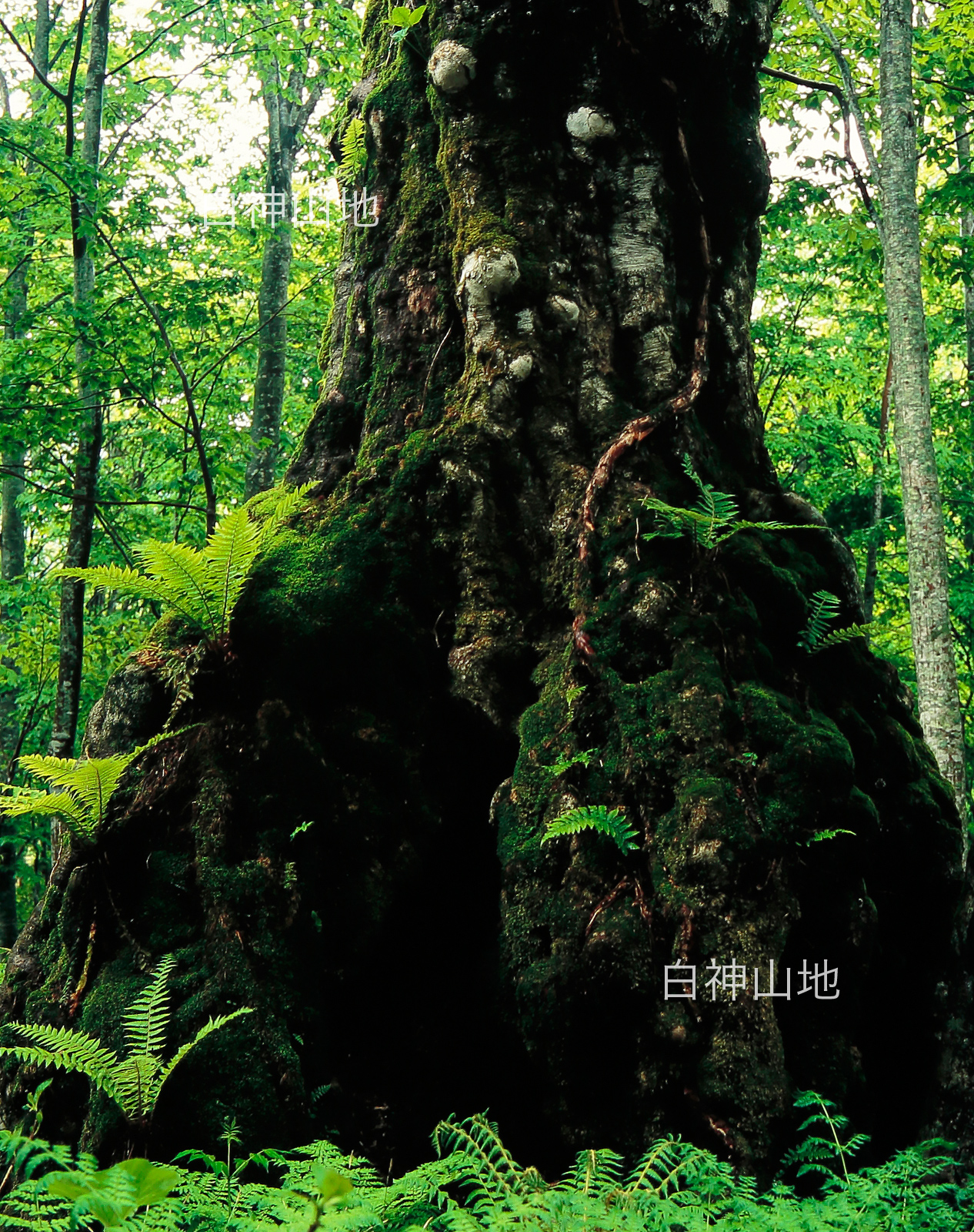 世界自然遺産「白神山地」新緑深まるブナ原生林　ブナの幹　6月　縦の画像p3s090