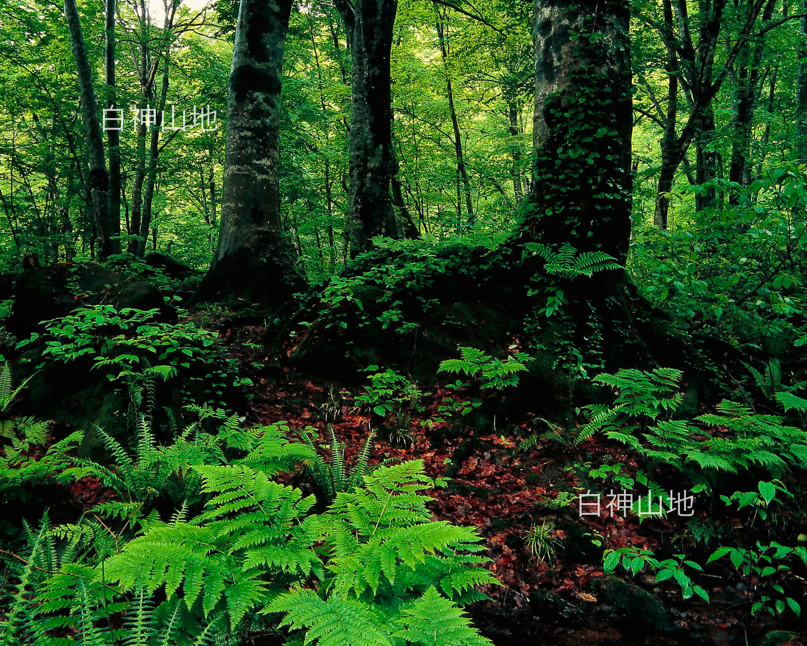 世界自然遺産「白神山地」 シダが生い茂るブナの森　6月 p3s092