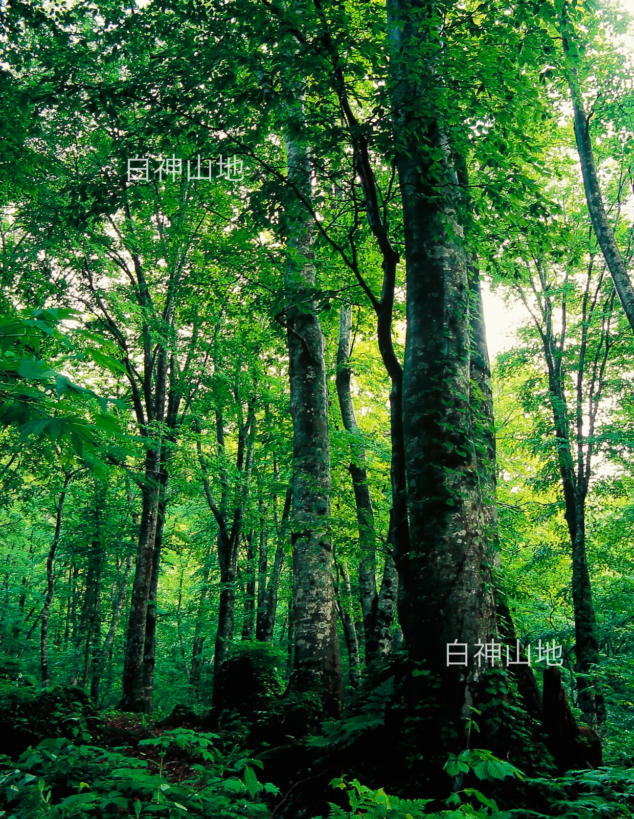 世界自然遺産「白神山地」 新緑深まるブナの林　6月　縦の画像　 p3s093