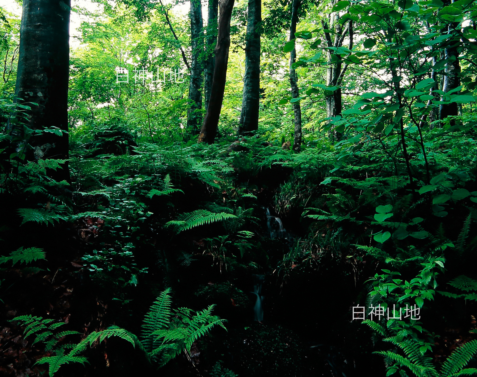 世界自然遺産「白神山地」 ブナ原生林の源泉　6月　p3s094