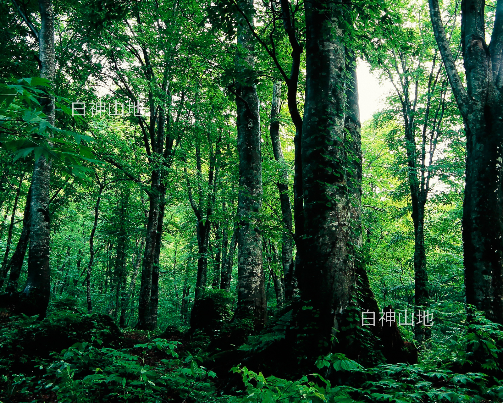 世界自然遺産「白神山地」 新緑深まるブナの森　6月　p3s095