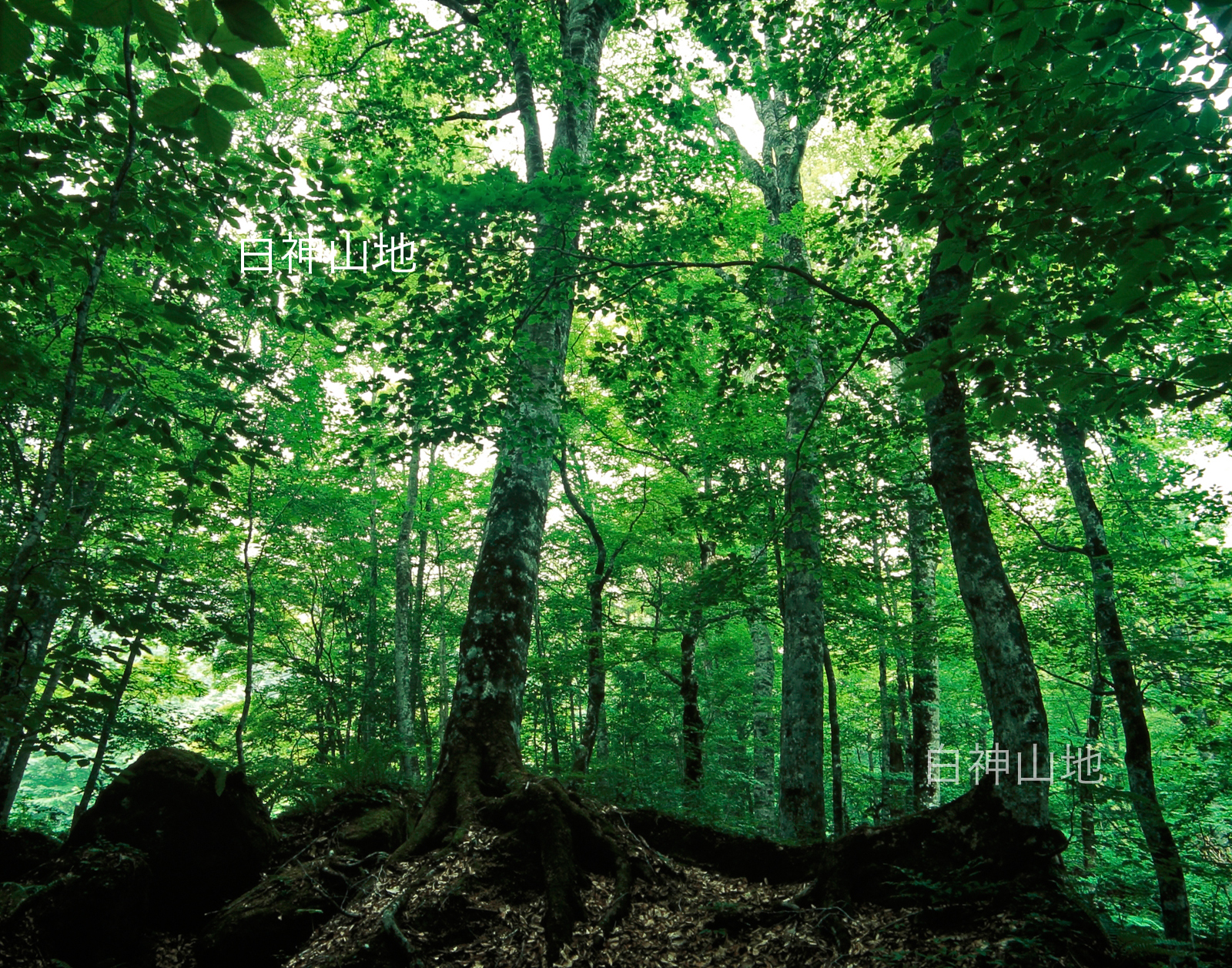 初夏の緑深まるブナ林 ブナの大木　6月 p4ac002