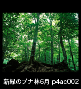 初夏の緑深まるブナ林 ブナの大木　6月 p4ac002