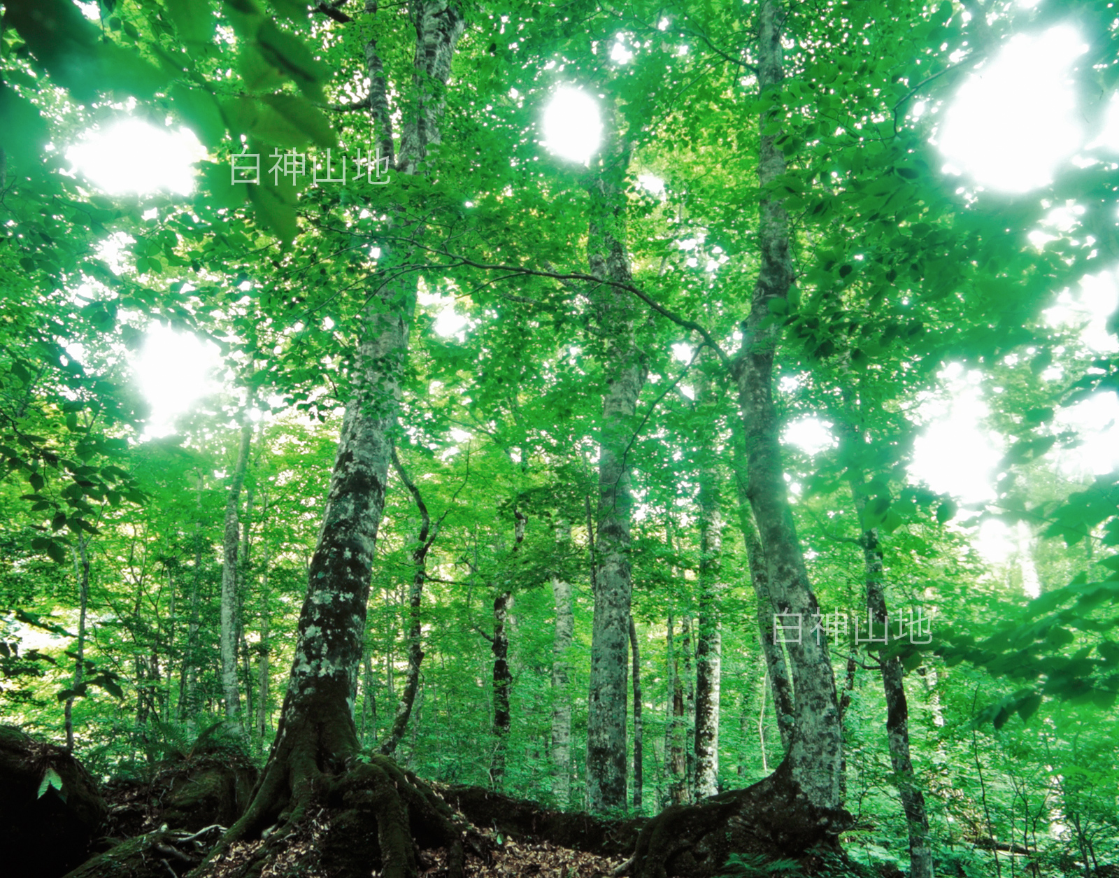 世界自然遺産「白神山地」初夏の緑深まるブナの森 ブナの大木　6月 p4ac003