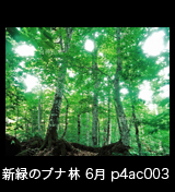 世界自然遺産「白神山地」初夏の緑深まるブナの森 ブナの大木　6月 p4ac003