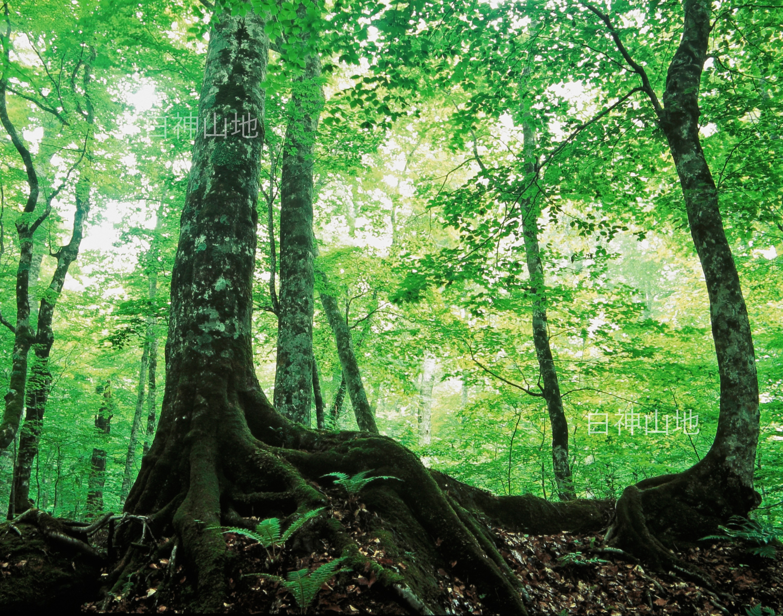 世界自然遺産「白神山地」初夏の緑深まるブナ大木の森 6月 p4ac004
